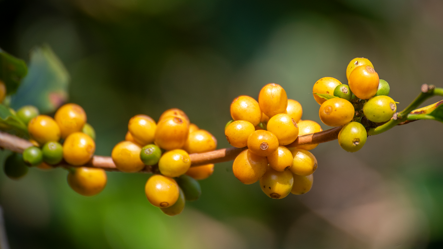 Close-up of ripe yellow bourbon coffee cherries on the branch