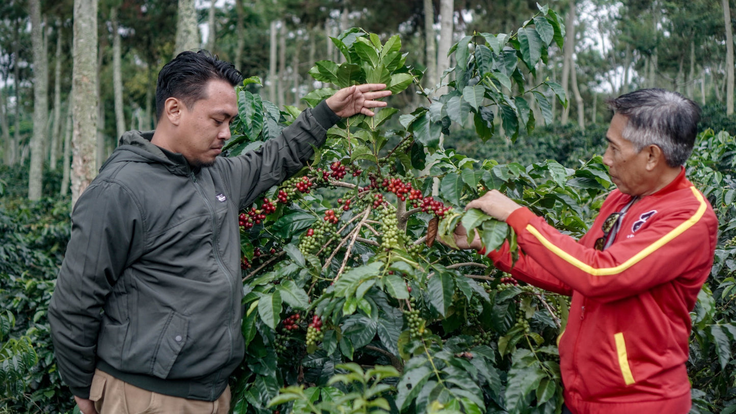 Two men inspecting ripe red coffee cherries on the branch at an Ijen Lestari coffee farm