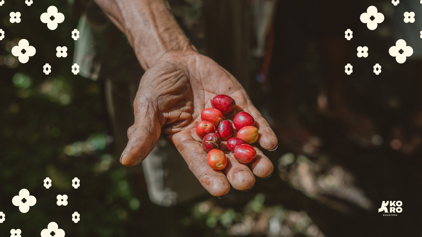 A weathered hand holding freshly picked red and yellow coffee cherries